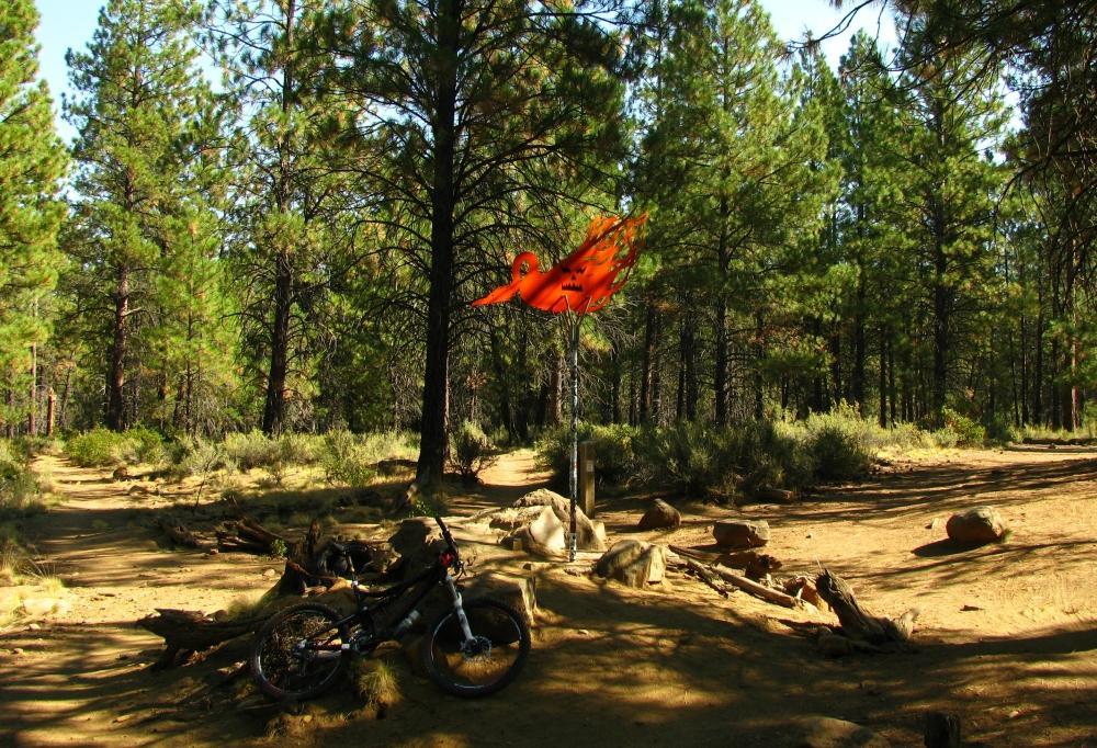 A mountain bike parked on the ground beside a trail surrounded by tall pine trees and shrubs. An orange flag is attached to a pole in the background, fluttering in the breeze. Sunlight filters through the trees, creating dappled shadows on the ground. Phil's Area mountain bike trail.