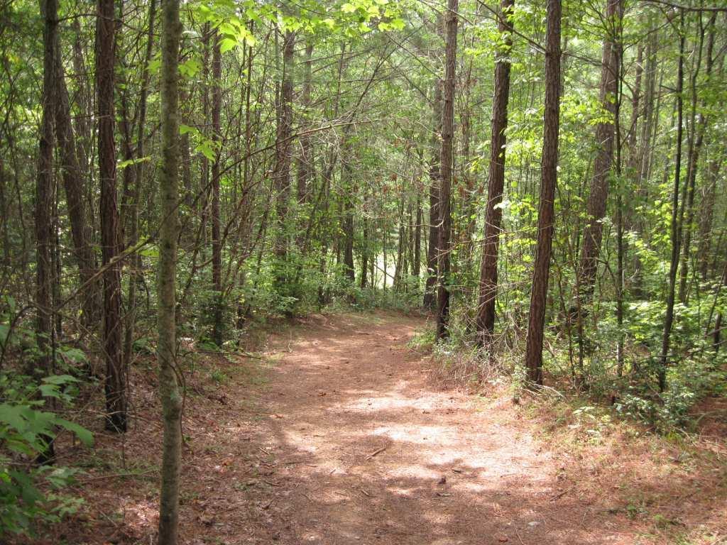 A dirt path winding through a dense forest, lined with tall trees and lush green foliage, with scattered pine needles on the ground and sunlight filtering through the canopy above. Woodring Branch mountain bike trail.