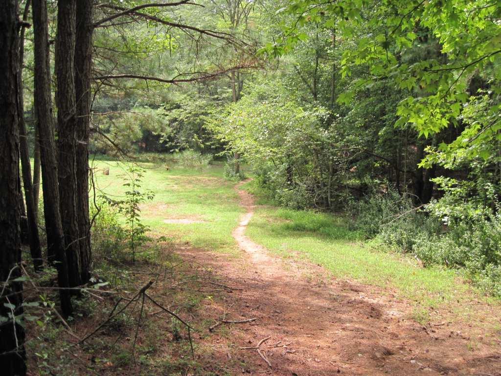 A tranquil forest path winding through lush greenery, flanked by tall trees. The scene captures a grassy area leading into a dense thicket, inviting exploration of the natural surroundings. Woodring Branch mountain bike trail.