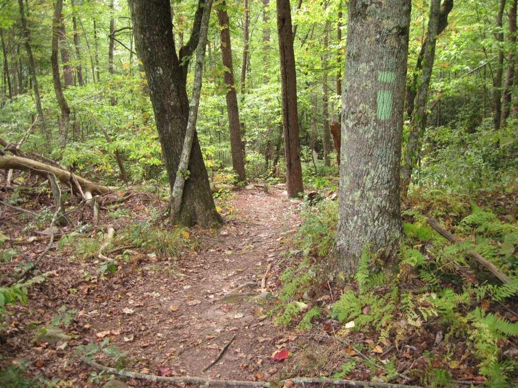 A narrow dirt path winding through a dense forest, flanked by tall trees and lush green foliage. Ferns and fallen leaves are visible on the ground, creating a natural, tranquil atmosphere. Markings on the tree indicate a hiking trail. Chilhowee trail system mountain bike trail.