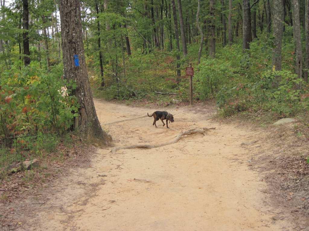 A dog walking along a sandy path in a wooded area, surrounded by trees and foliage. A trail sign is visible in the background, and there are two diverging paths ahead. Chilhowee trail system mountain bike trail.