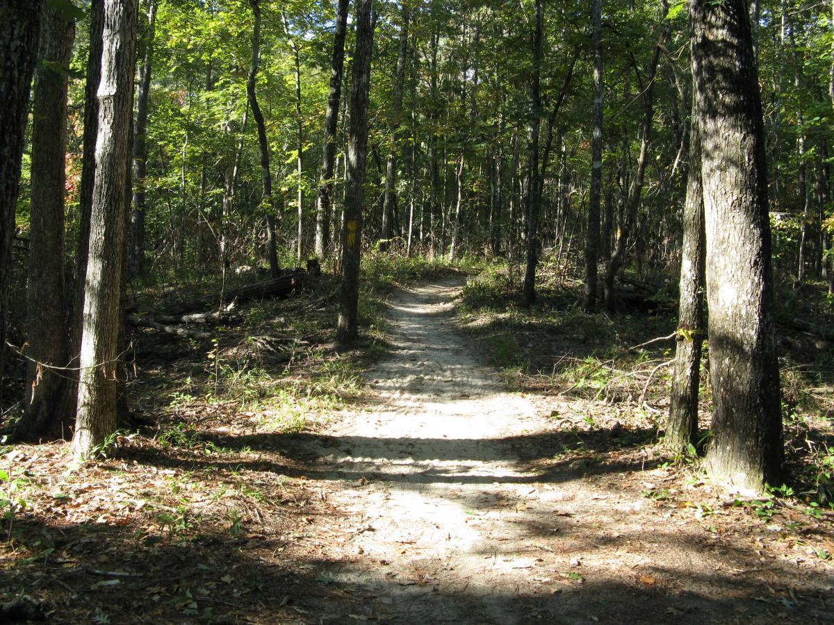 A dirt path winding through a dense forest, surrounded by tall trees with green foliage. Sunlight filters through the leaves, casting dappled shadows on the ground. Some fallen branches and underbrush are visible along the edges of the trail. Wild Azalea Trail mountain bike trail.