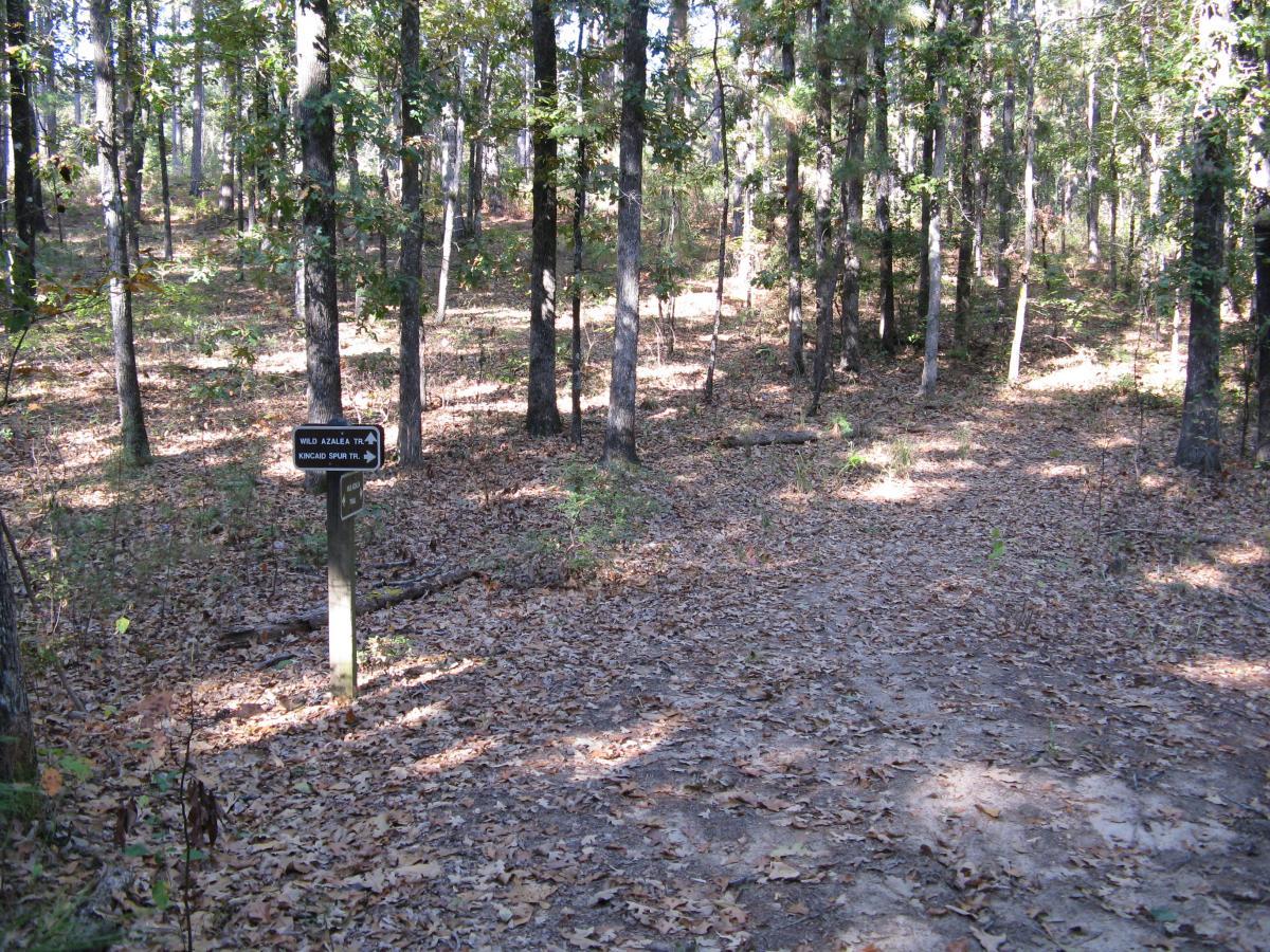 A wooded area with tall trees and fallen leaves on the ground, featuring a signpost indicating two trail options: "Wild Azalea Trail" and "Kincaid Spur Trail." Sunlight filters through the tree branches, illuminating the path ahead. Wild Azalea Trail mountain bike trail.