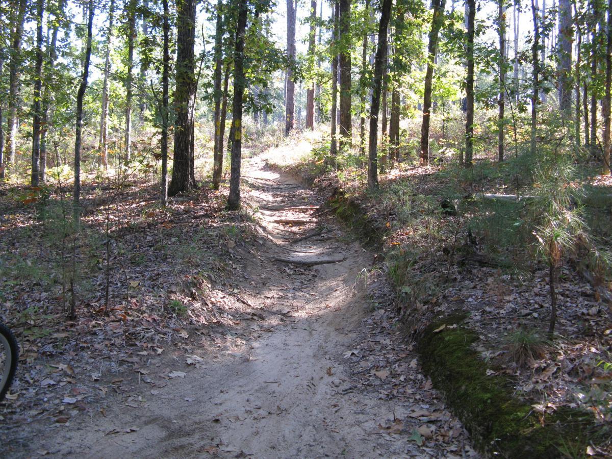 A sandy trail winding through a lush forest, surrounded by tall trees and dappled sunlight. The path is lined with fallen leaves and patches of grass, leading towards a gentle incline in the distance. The scene conveys a serene and natural outdoor setting. Wild Azalea Trail mountain bike trail.