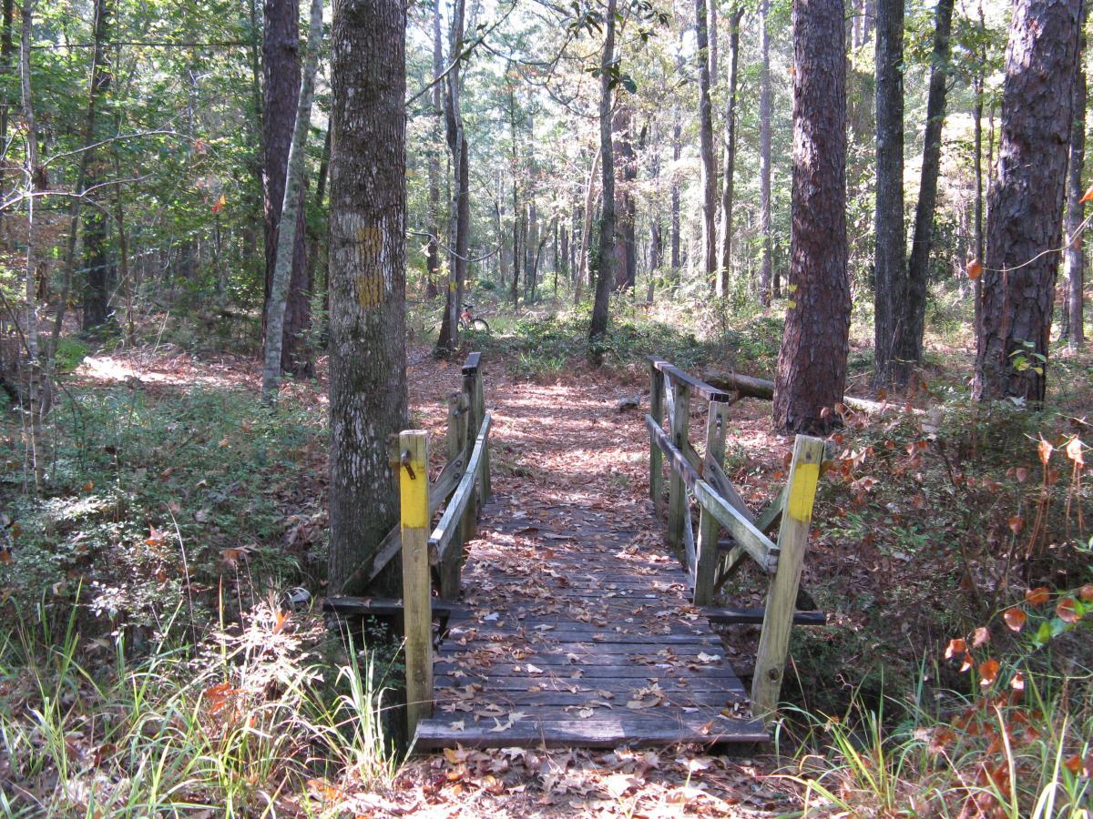 A wooden bridge crosses a small clearing in a forest, surrounded by tall trees and lush greenery. The path leading to the bridge is lined with fallen leaves and grass, creating a tranquil natural setting. Wild Azalea Trail mountain bike trail.