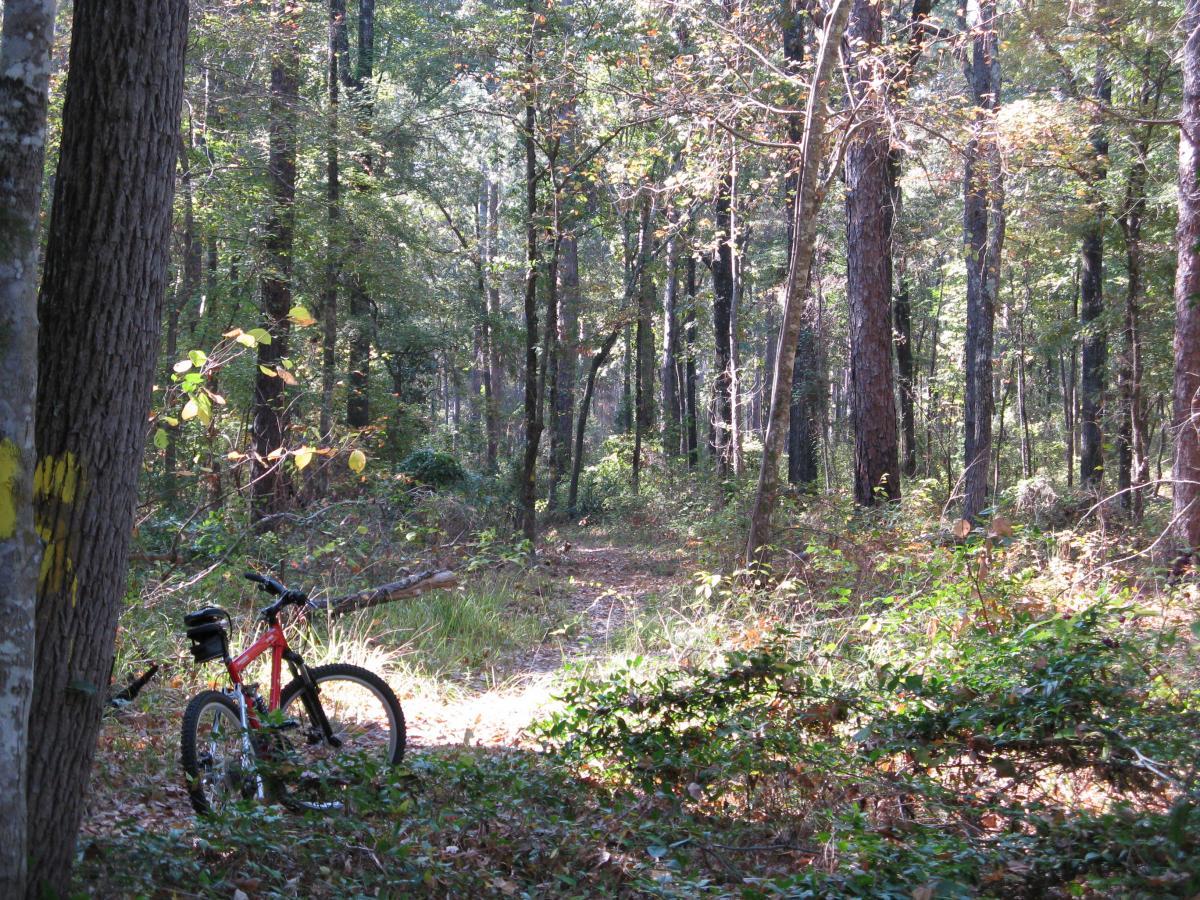 A red mountain bike rests on a wooded trail surrounded by tall trees and underbrush, with sunlight filtering through the leaves. The scene conveys a peaceful, natural setting perfect for outdoor adventures. Wild Azalea Trail mountain bike trail.