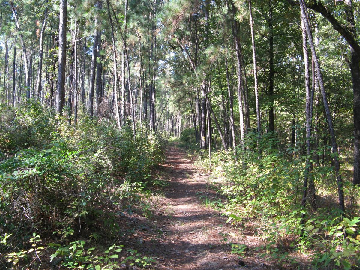 A dirt path winding through a dense forest with tall pine trees and lush green underbrush on either side, dappled sunlight filtering through the foliage. Wild Azalea Trail mountain bike trail.