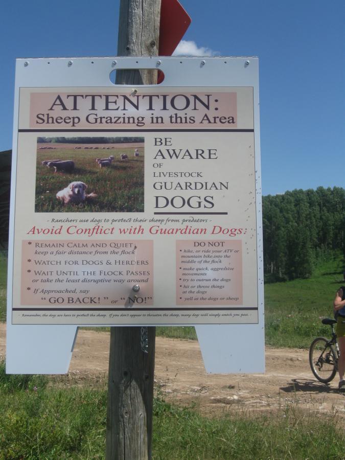 Sign warning of sheep grazing in the area, advising caution around livestock guardian dogs. It includes instructions to remain calm and quiet, keep distance from the flock, and to avoid conflict with the dogs. The sign lists behaviors to avoid, such as making aggressive movements or yelling, alongside reminders to say "GO BACK!" or "NO!" if approached by a guardian dog. Three Forks Trail mountain bike trail.