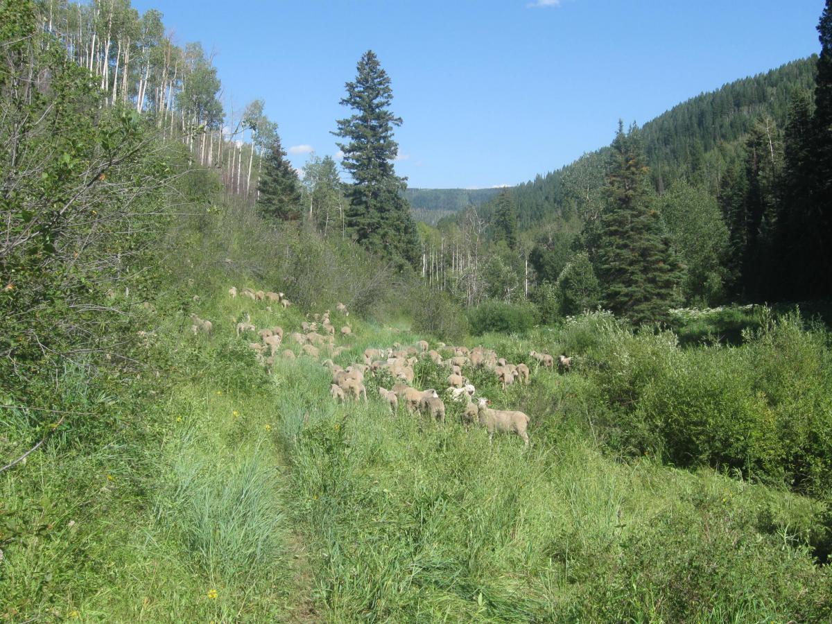 A herd of sheep grazing in a lush green valley, surrounded by trees and rolling hills under a clear blue sky. The scene captures the natural beauty of the landscape, with vibrant greenery on either side of a narrow path leading through the meadow. Three Forks Trail mountain bike trail.