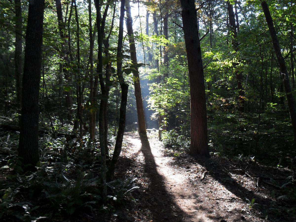 A sunlit forest path winding through tall trees, with dappled light filtering through the foliage, creating a serene and tranquil atmosphere. The pathway is surrounded by lush greenery and soft shadows, suggesting a peaceful natural environment. Jack Rabbit Trails mountain bike trail.