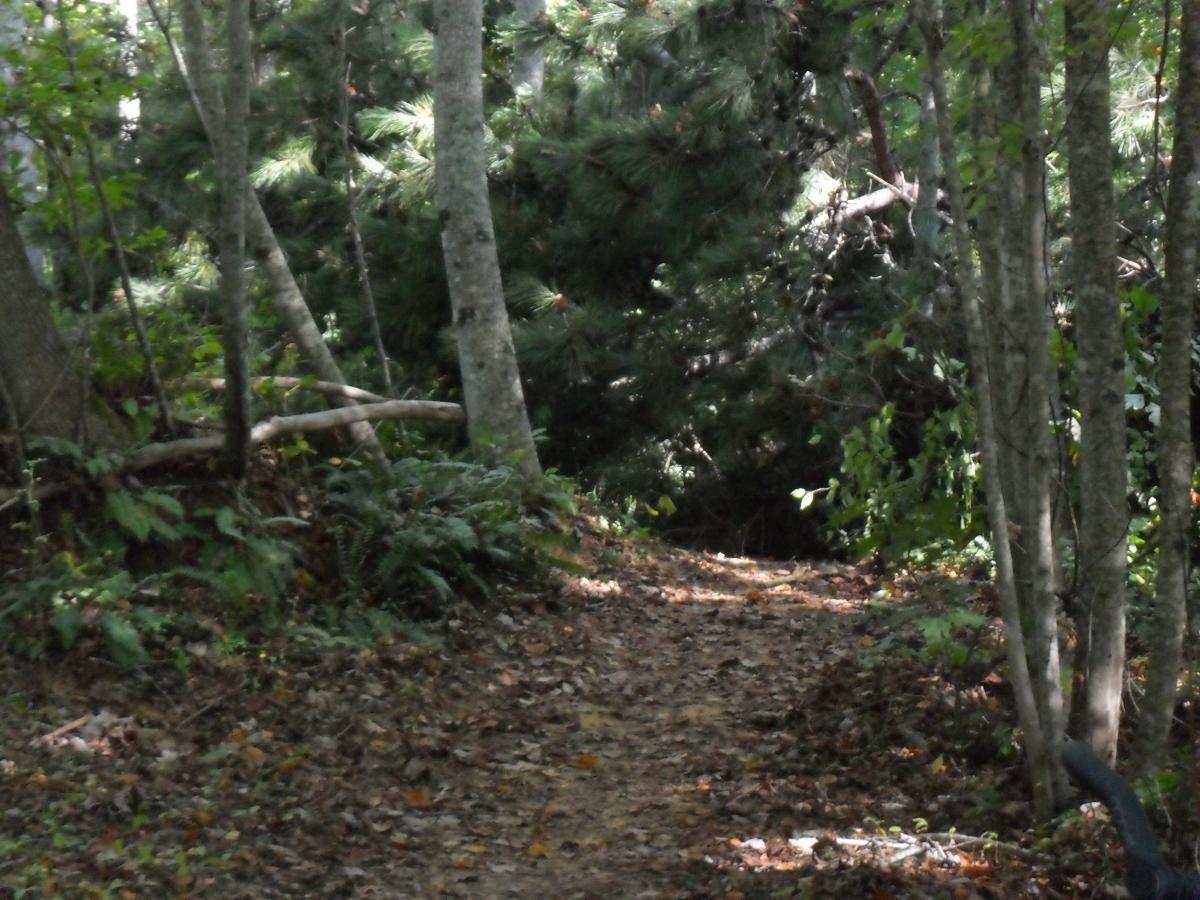 A dirt path winding through a forest, surrounded by tall trees and dense greenery. The ground is covered with fallen leaves, and the path leads deeper into the woods, with dappled sunlight filtering through the leaves above. Jack Rabbit Trails mountain bike trail.