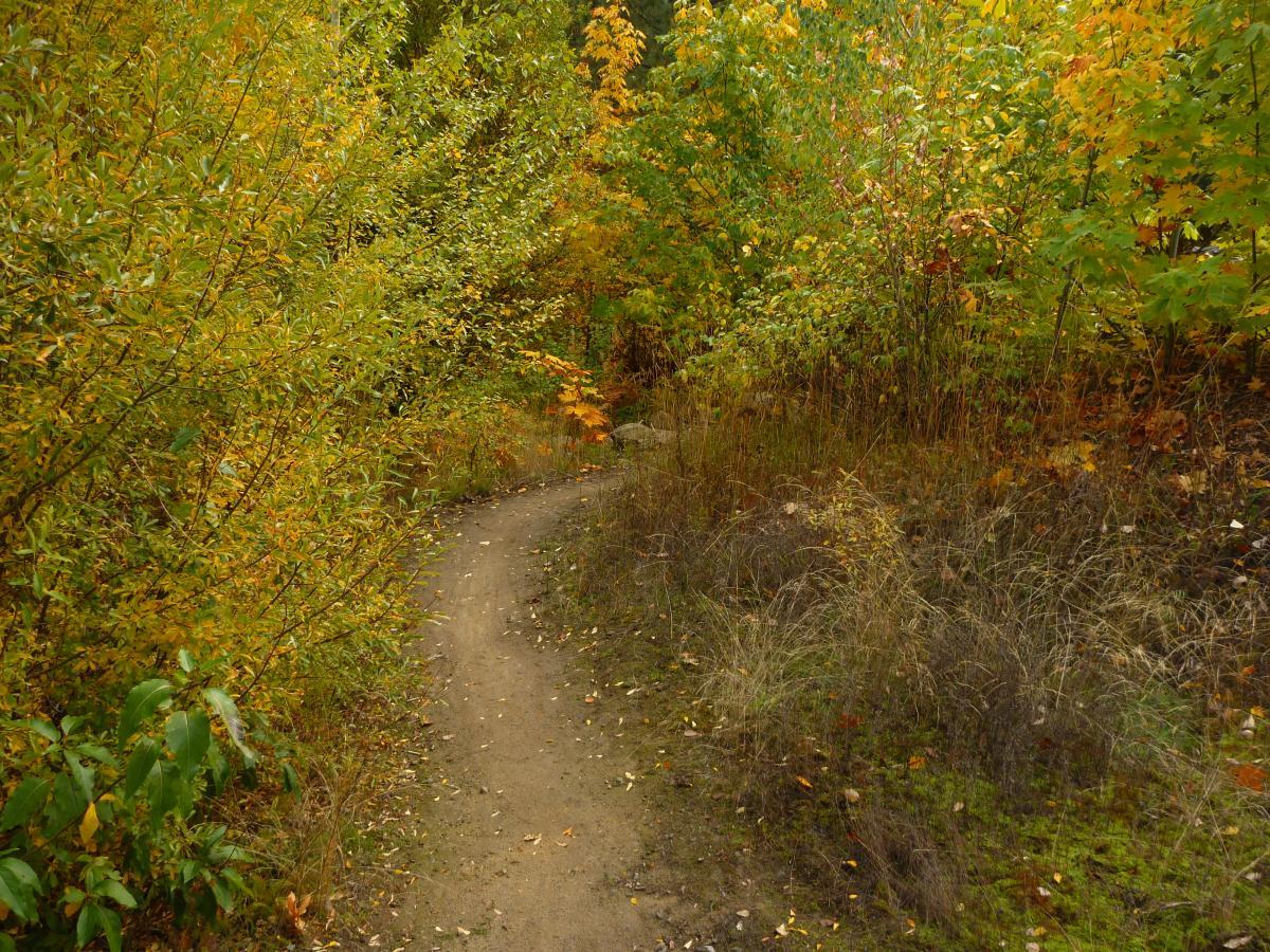 A winding dirt path surrounded by vibrant autumn foliage, featuring shades of yellow, orange, and green. The path curves to the right, with lush vegetation on either side and hints of taller grasses in the foreground. Freund Creek mountain bike trail.