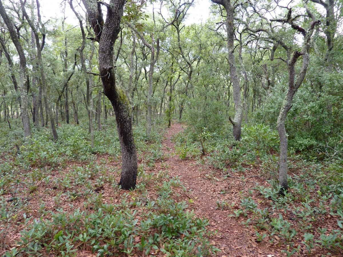 A serene forest path winding through lush greenery, with various trees and underbrush surrounding the trail, creating a tranquil natural setting. Paisley Woods Trail mountain bike trail.