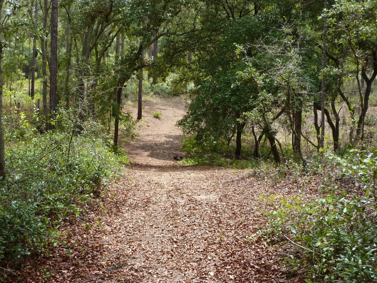 A dirt path winding through a wooded area, surrounded by trees and underbrush. The ground is covered with fallen leaves, and the path leads further into the greenery, inviting exploration. Paisley Woods Trail mountain bike trail.