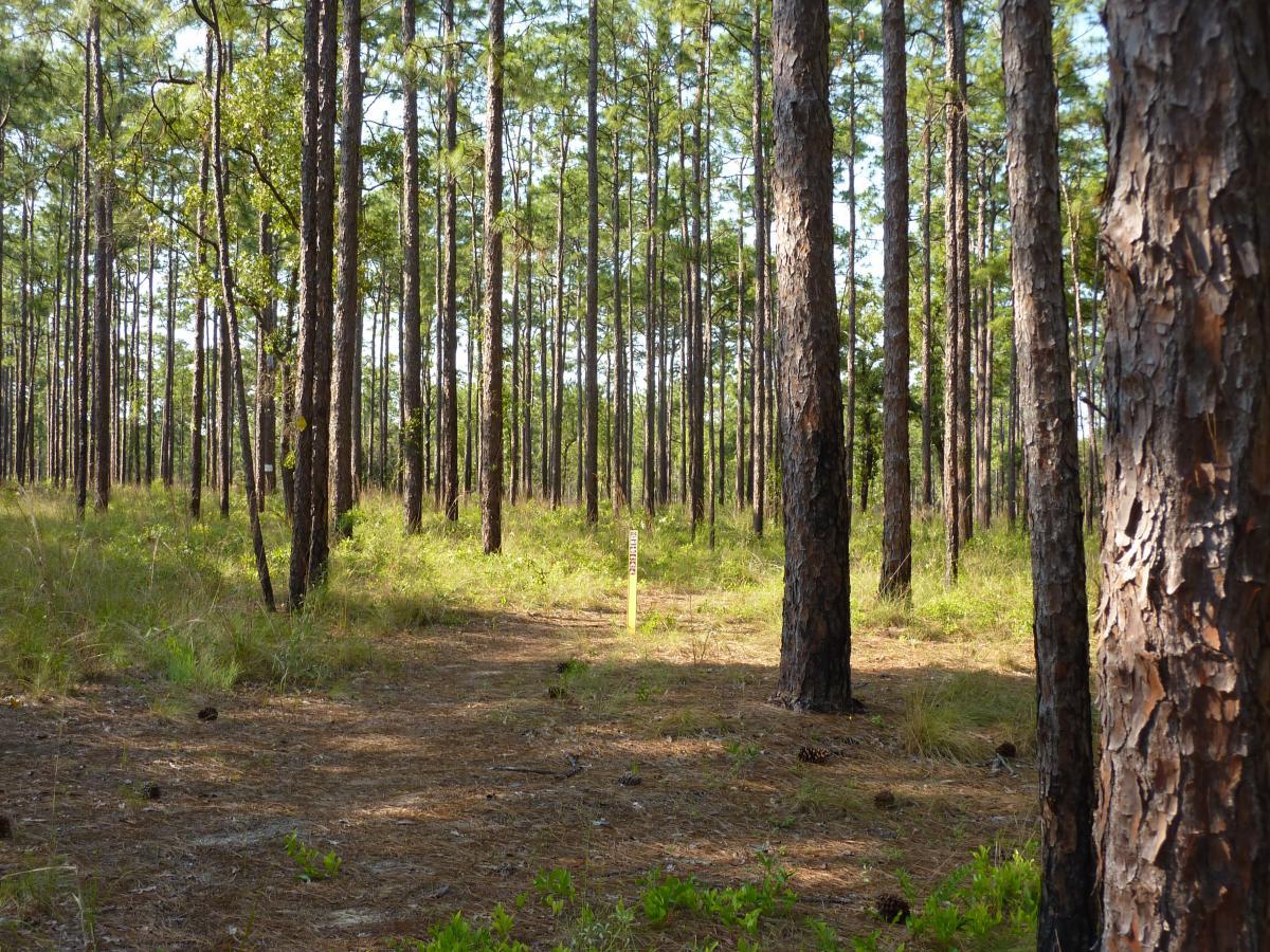 A serene pine forest with tall trees and an open pathway. Sunlight filters through the foliage, illuminating the grassy ground and a clearly marked trail sign in the foreground. The scene conveys a peaceful, natural environment. Paisley Woods Trail mountain bike trail.