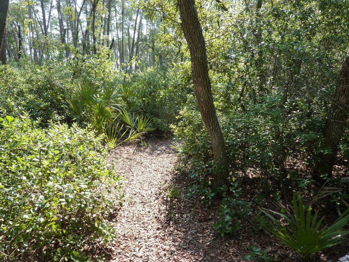 A narrow dirt path winding through a dense forest with green underbrush and tall trees, illuminated by sunlight filtering through the leaves. Palm-like plants are visible along the edges of the path, which is covered in fallen leaves. Paisley Woods Trail mountain bike trail.