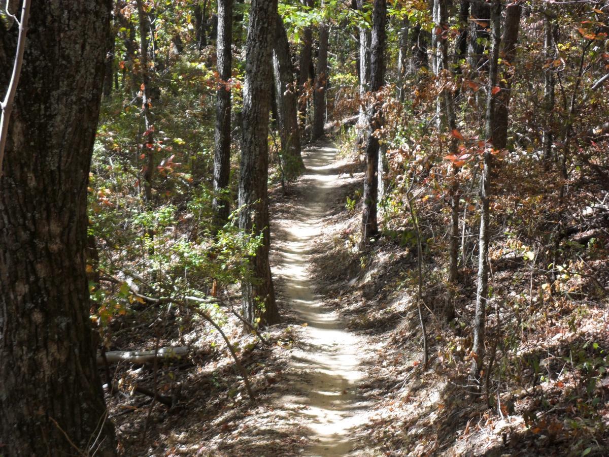 A narrow dirt trail winding through a forest, flanked by tall trees with autumn foliage. The sunlight filters through the branches, illuminating the path and surrounding greenery. Raccoon Mountain Trail Network mountain bike trail.
