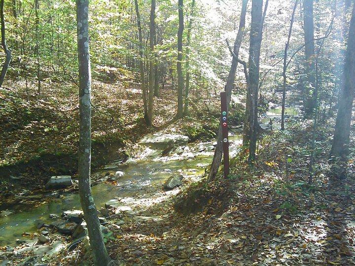 A serene forest scene featuring a gentle creek winding through a wooded area. Sunlight filters through the foliage, illuminating the vibrant green leaves and the ground covered with fallen leaves. A wooden post with colored markers stands beside the creek, indicating trail directions amidst the tranquil natural setting. Angler's Ridge mountain bike trail.