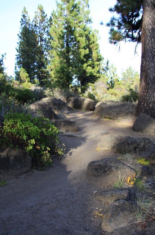 A dirt path winding through a rocky area, surrounded by green shrubs and tall pine trees under a clear blue sky. Deschutes River mountain bike trail.