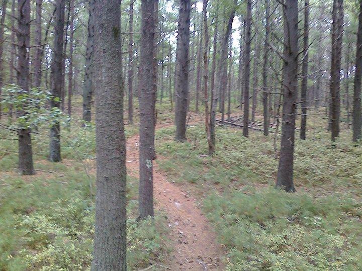 A winding dirt path through a dense forest of tall trees, with greenery and underbrush visible along the sides of the trail. The atmosphere appears tranquil and natural, emphasizing the beauty of the woodland environment. Duxbury mountain bike trail.