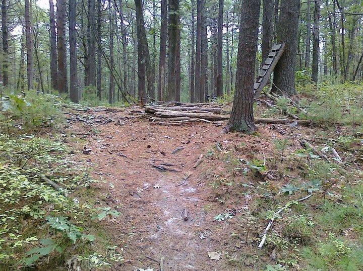 A narrow dirt path leading through a dense forest, surrounded by tall trees and undergrowth. On the right side, there is a small set of wooden steps leaning against a tree, and a barricade made of logs is partially blocking the path ahead. Pine needles cover the ground, creating a natural, earthy backdrop. Duxbury mountain bike trail.