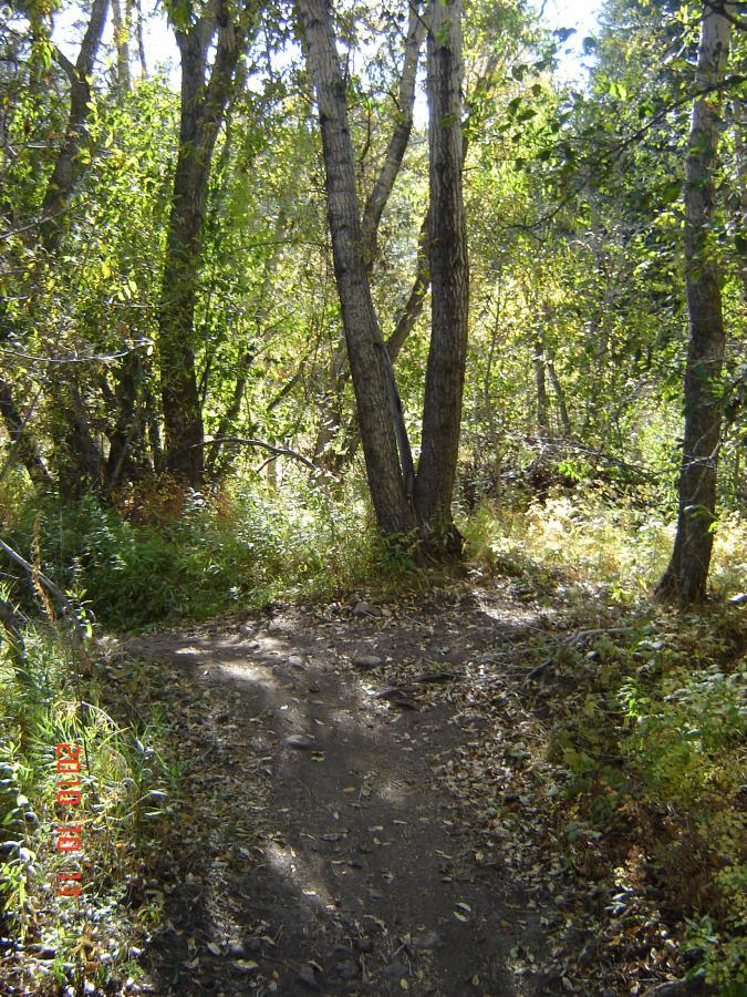 A winding dirt path lined by trees and lush green foliage, with fallen leaves scattered along the trail. The sunlight filters through the trees, creating a bright and inviting atmosphere in a serene forest setting. Falcon Trail mountain bike trail.
