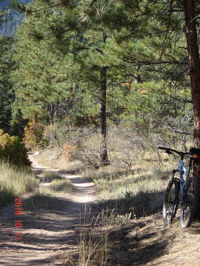 A narrow dirt path winds through a forested area with tall pine trees, featuring patches of shrubs and grass. A blue mountain bike is leaned against a tree on the right side of the path, suggesting an outdoor adventure setting. Falcon Trail mountain bike trail.