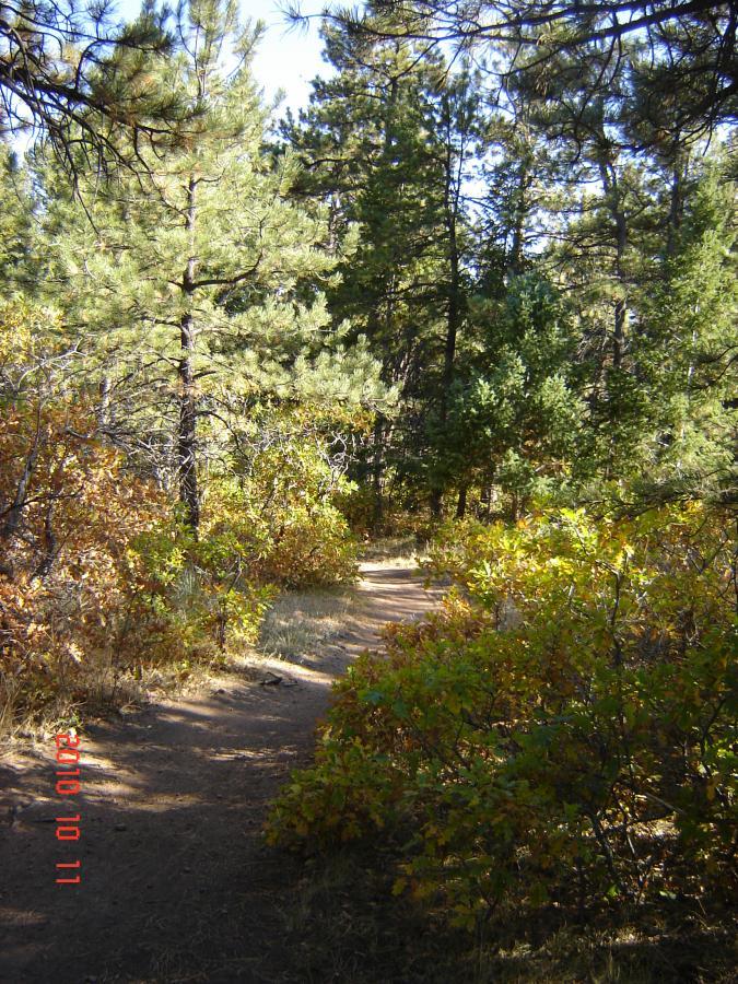 A peaceful forest trail winding through trees with green and orange foliage on a sunny day. Falcon Trail mountain bike trail.