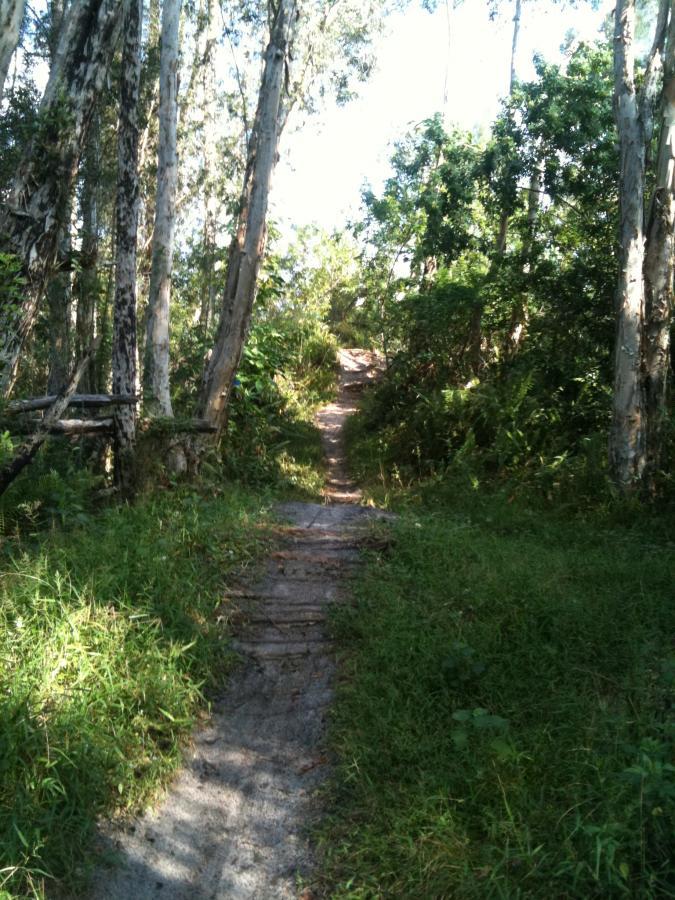 A narrow dirt path winding through a forested area, flanked by tall trees and dense greenery. Sunlight filters through the leaves, illuminating the trail that leads upward through the vegetation. Okeeheelee Park / Pinehurst / Green Acres Freedom Park mountain bike trail.