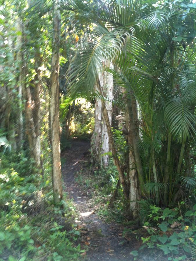 A winding dirt path through a lush, green tropical forest, surrounded by tall trees and vibrant palm leaves. Sunlight filters through the dense foliage, creating a serene and inviting atmosphere. Okeeheelee Park / Pinehurst / Green Acres Freedom Park mountain bike trail.