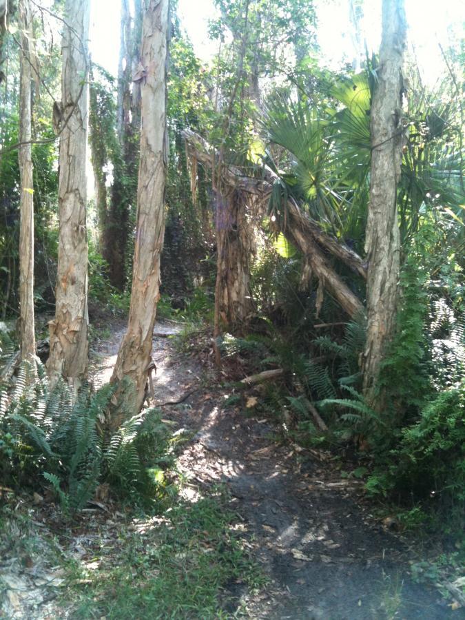 A sunlit walking path winding through a dense forest, flanked by tall, slender tree trunks and lush green ferns, with various tropical plants creating a diverse and vibrant natural environment. Okeeheelee Park / Pinehurst / Green Acres Freedom Park mountain bike trail.