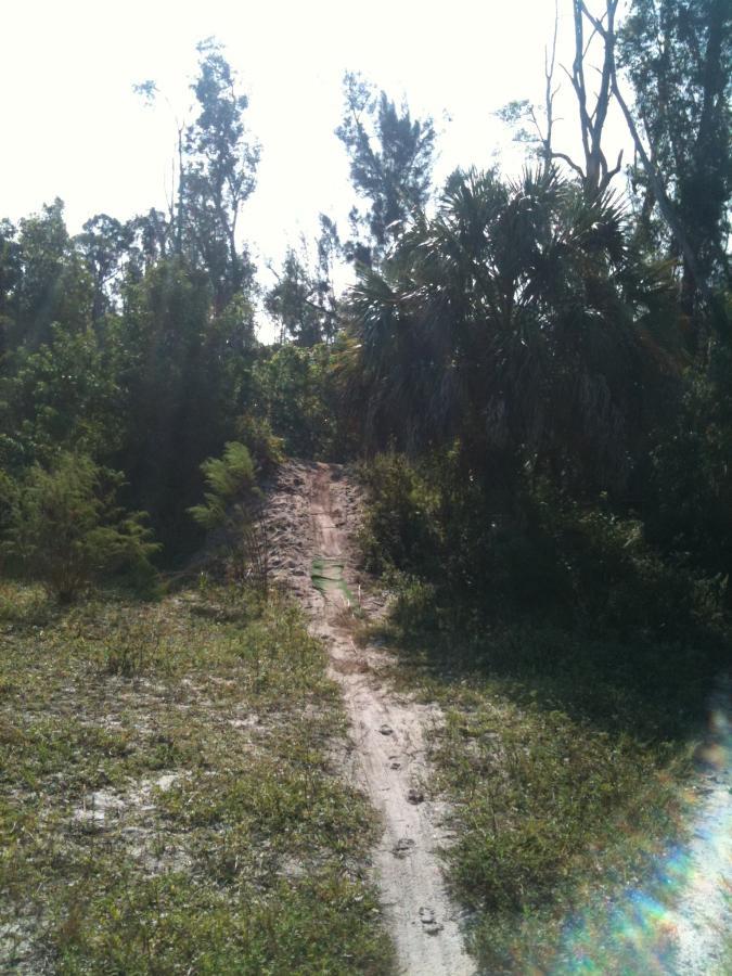 A sandy pathway winds through lush green vegetation, flanked by tall trees and shrubs under a bright blue sky. The scene is illuminated by sunlight, creating a serene and natural outdoor setting. Okeeheelee Park / Pinehurst / Green Acres Freedom Park mountain bike trail.