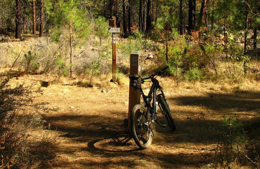 A mountain bike leaning against a wooden trail marker in a forested area, surrounded by tall pine trees and dry grass. Sunlight filters through the foliage, casting dappled shadows on the ground. Peterson Ridge Loop mountain bike trail.