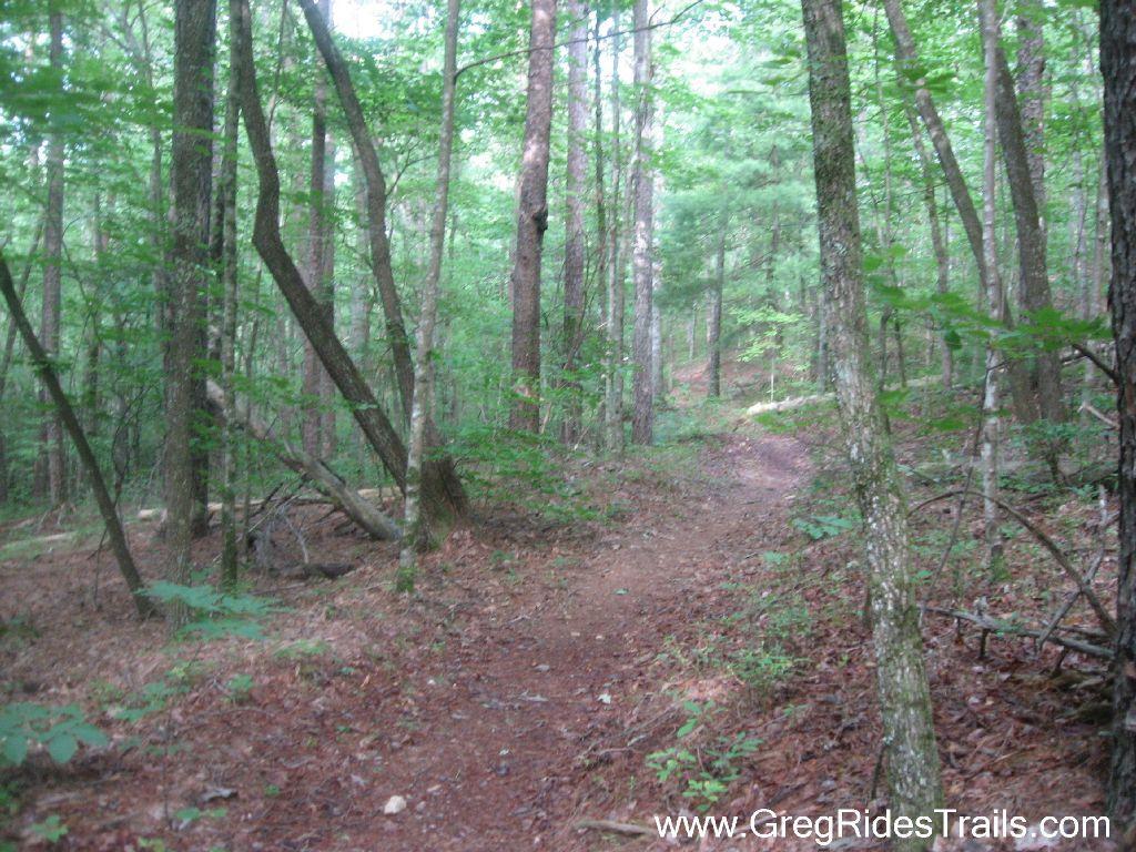 A tranquil forest scene featuring a winding dirt path surrounded by tall trees and lush greenery. The sunlight filters through the leaves, creating a serene atmosphere in the woods. Stonewall Falls Loop mountain bike trail.