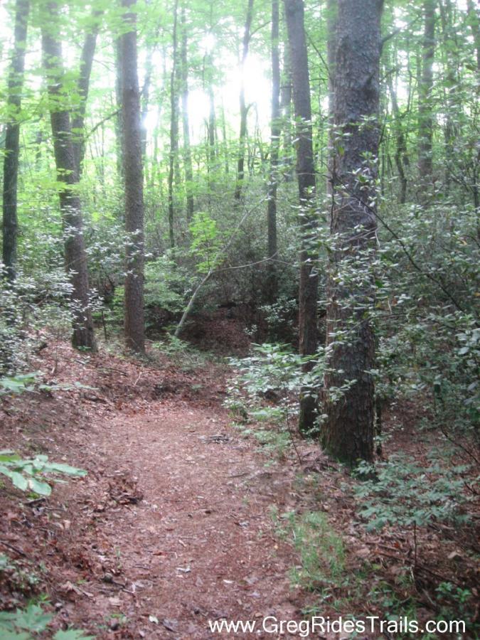 A tranquil forest path winding through tall trees with lush green foliage. Sunlight filters through the canopy, illuminating the earthy trail lined with fallen leaves and underbrush. Stonewall Falls Loop mountain bike trail.