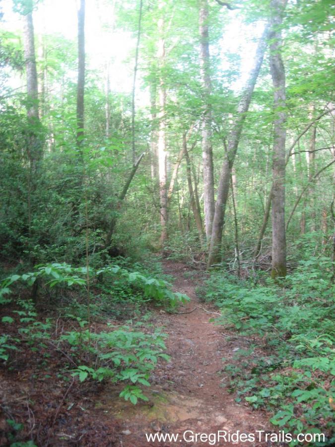 A winding dirt trail surrounded by lush greenery, tall trees, and dense underbrush in a peaceful forest setting. The sunlight filters through the leaves, creating a serene atmosphere. Stonewall Falls Loop mountain bike trail.