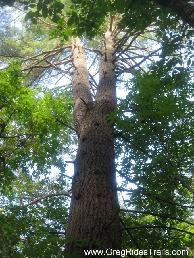 A towering tree with a split trunk rises toward the sky, surrounded by lush green leaves and branches. The image is taken from below, showcasing the tree's height and the intricate patterns of its bark. Bright light filters through the foliage above, creating a natural canopy effect. Stonewall Falls Loop mountain bike trail.