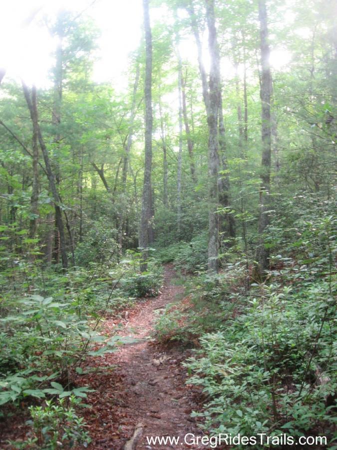 A winding dirt path through a lush green forest, surrounded by tall trees and dense foliage. Sunlight filters through the leaves, casting a soft glow on the trail, which is framed by vibrant plants and fallen leaves. Stonewall Falls Loop mountain bike trail.