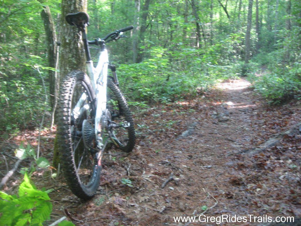 A mountain bike leaning against a tree along a dirt trail surrounded by lush greenery in a forested area. Stonewall Falls Loop mountain bike trail.