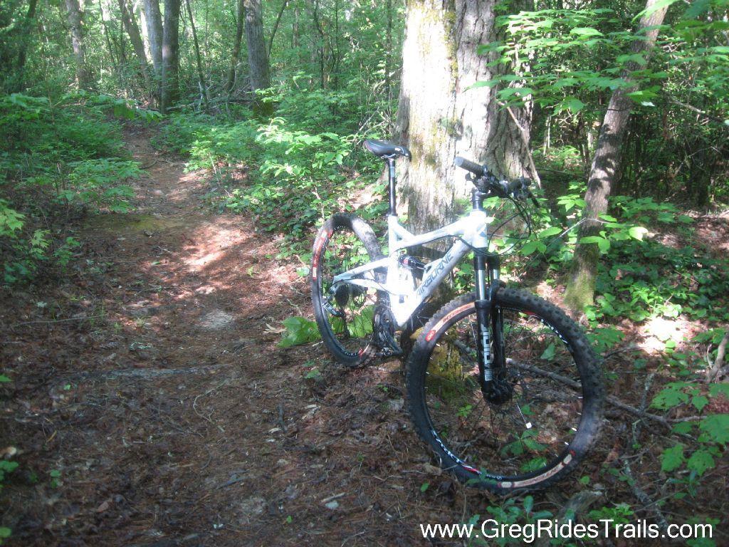 A mountain bike leaning against a tree on a dirt trail surrounded by dense greenery and sunlight filtering through the trees. Stonewall Falls Loop mountain bike trail.