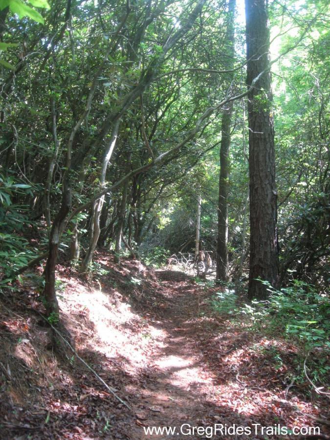 A narrow dirt path winding through a dense forest, surrounded by tall trees and lush greenery. Sunlight filters through the leaves, illuminating the trail and creating a serene, natural atmosphere. Fallen leaves cover parts of the path, suggesting a quiet, peaceful setting for hiking or nature walks. Stonewall Falls Loop mountain bike trail.