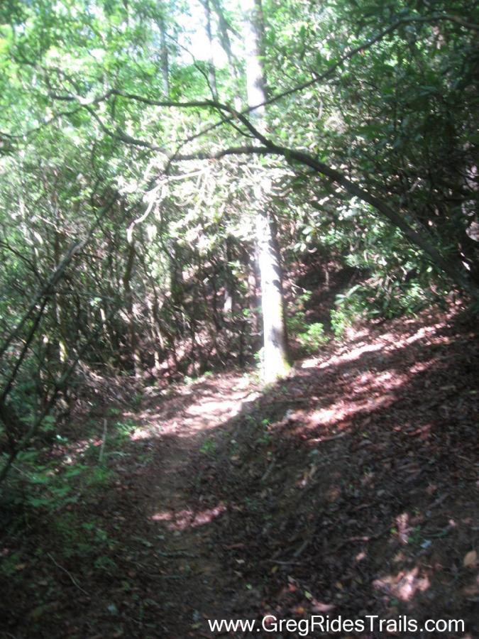 A narrow dirt trail winding through a lush forest, surrounded by dense greenery and dappled sunlight filtering through the leaves. The path is bordered by trees and underbrush, creating a serene and natural atmosphere. Stonewall Falls Loop mountain bike trail.
