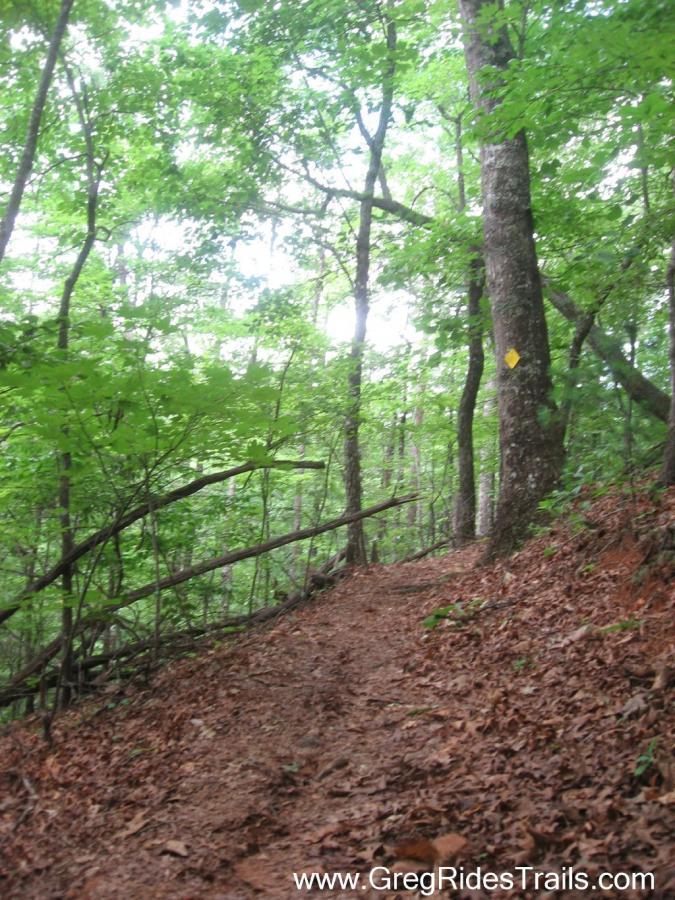 A wooded hiking trail winding through a green forest, with a dirt path lined by fallen leaves and trees on either side. Sunlight filters through the treetops, illuminating the trail ahead. A yellow trail marker is visible on one of the trees. Stonewall Falls Loop mountain bike trail.