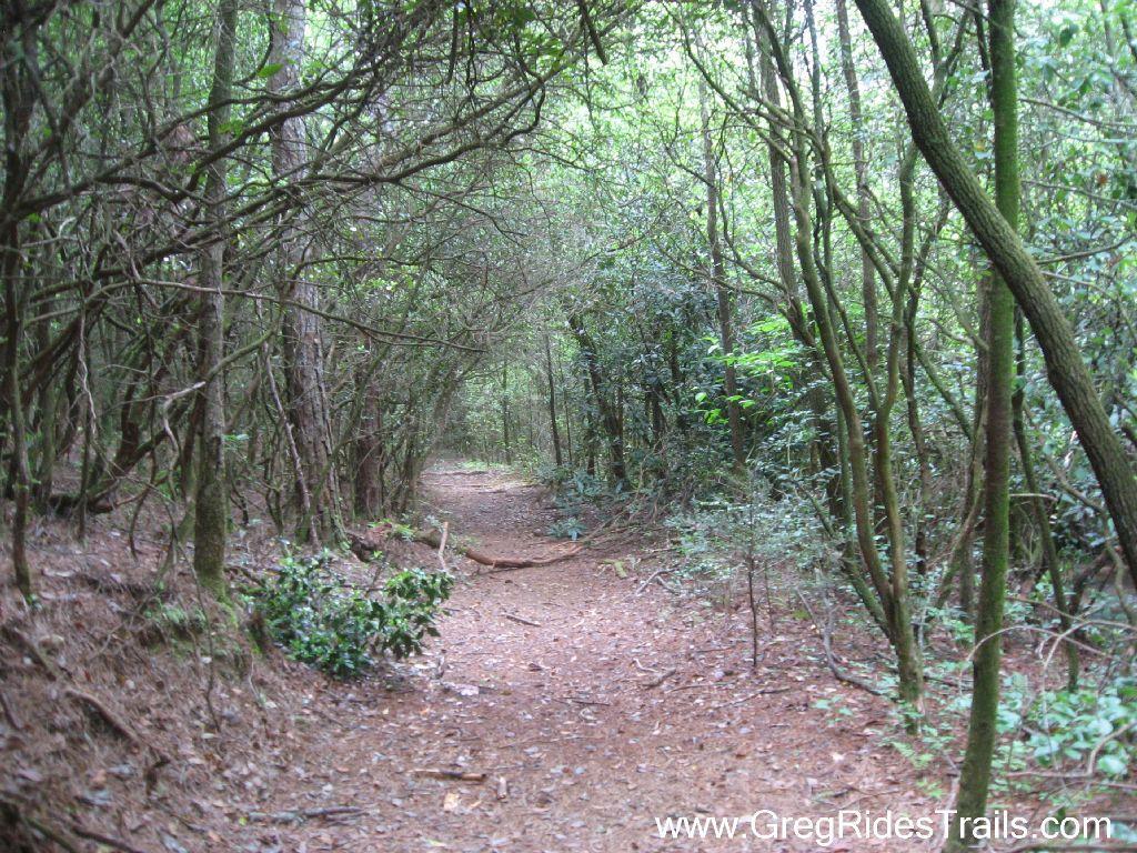 A narrow dirt path winding through a dense forest, with tall trees and thick underbrush on either side, creating a lush green environment. The trail is surrounded by various shades of greenery, with a few fallen branches scattered along the ground. Stonewall Falls Loop mountain bike trail.