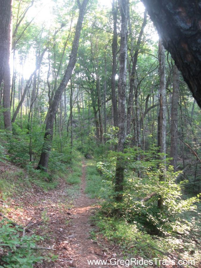 A scenic trail winding through a lush green forest, lined with tall trees and underbrush, illuminated by dappled sunlight filtering through the leaves. White Twister mountain bike trail.