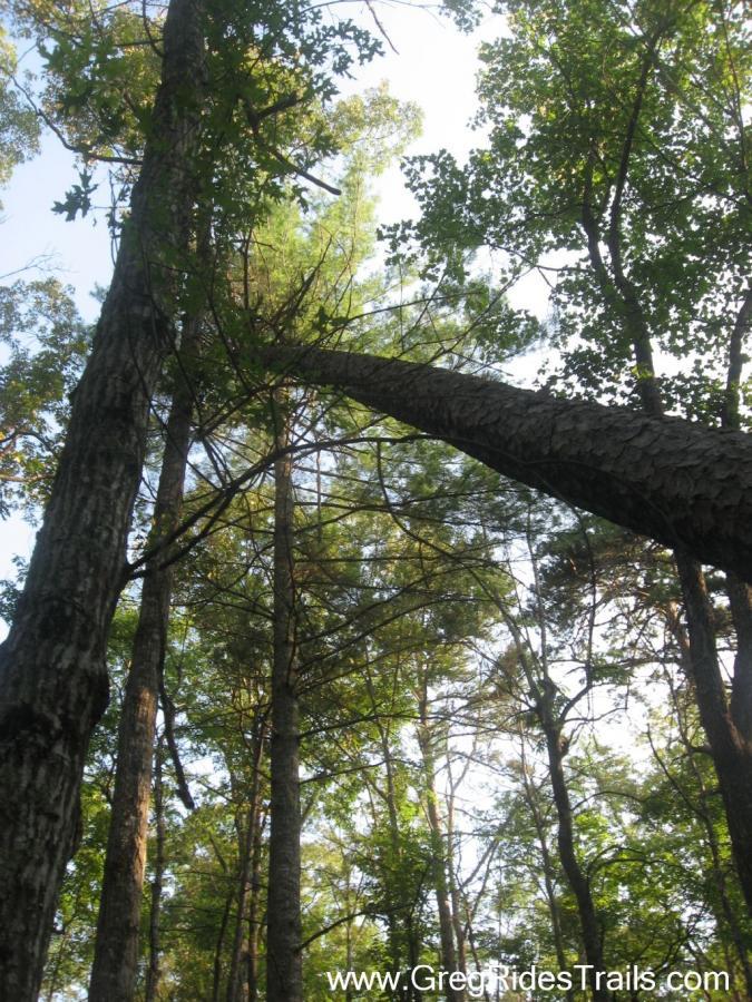 A view looking up at tall trees in a lush forest, with sunlight filtering through the leaves. The image captures the texture of the bark and the greenery of the leaves against the bright sky. White Twister mountain bike trail.