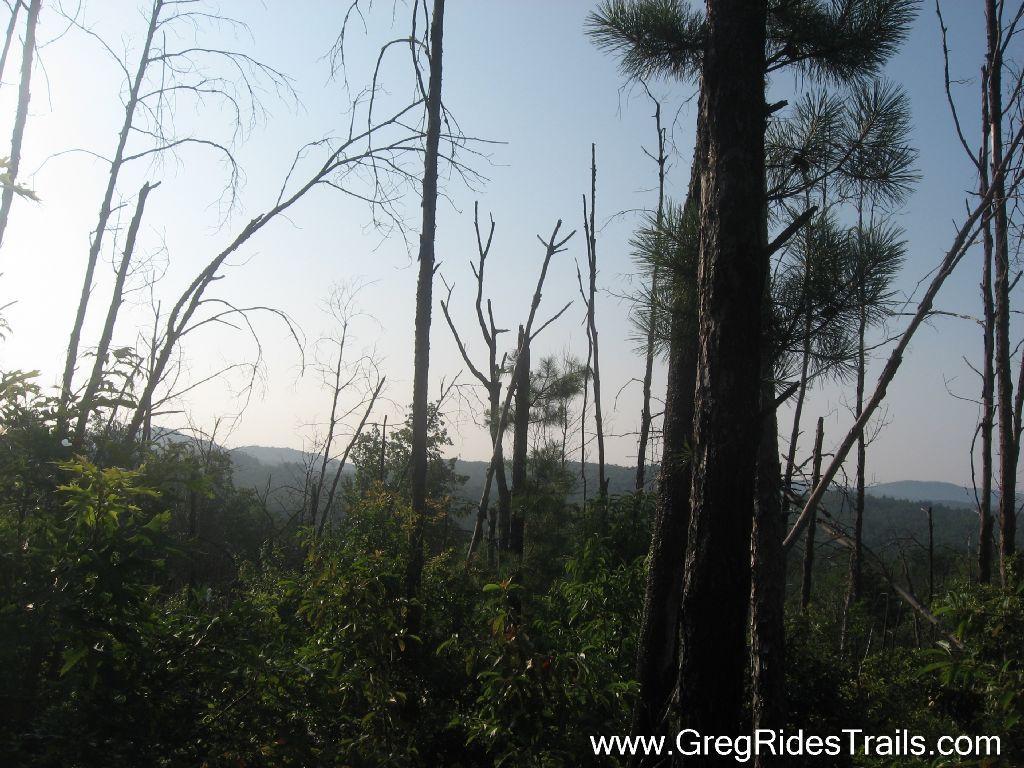 A scenic view of a forested landscape featuring a mix of tall trees and leafless branches, with rolling hills visible in the background. The sunlight creates a soft glow in the sky, enhancing the natural beauty of the scene. White Twister mountain bike trail.