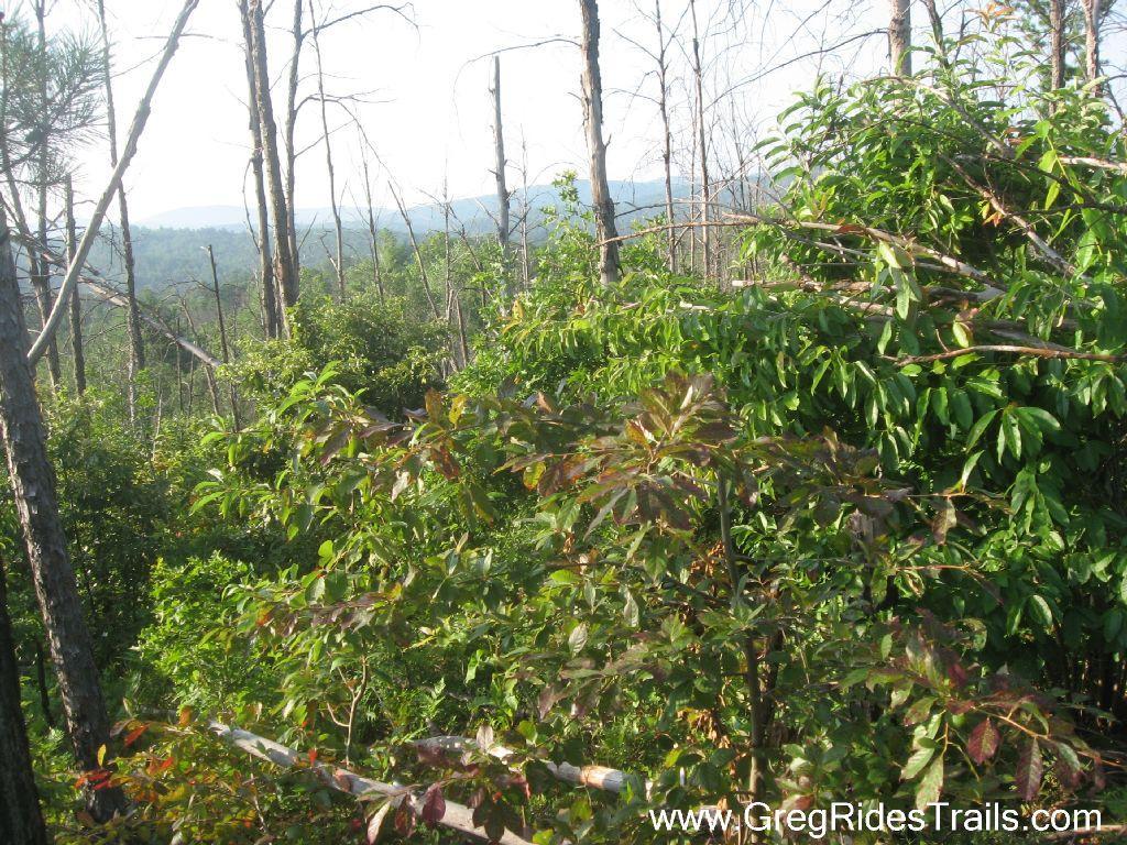 A view of a forested landscape featuring a mix of green foliage and brown, dead tree trunks against a backdrop of distant mountains under a clear sky. White Twister mountain bike trail.