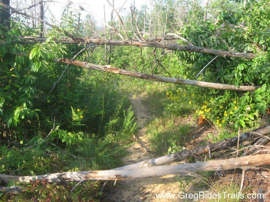 A narrow dirt path winding through dense greenery, with fallen logs partially blocking the way. Bright yellow wildflowers can be seen in the surrounding foliage, and the scene is illuminated by sunlight filtering through the trees. White Twister mountain bike trail.