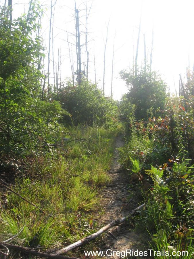 A sunny forest trail surrounded by tall, thin trees and lush greenery, with ferns and grasses lining the path. Sunlight filters through the branches, creating a warm, inviting atmosphere. White Twister mountain bike trail.